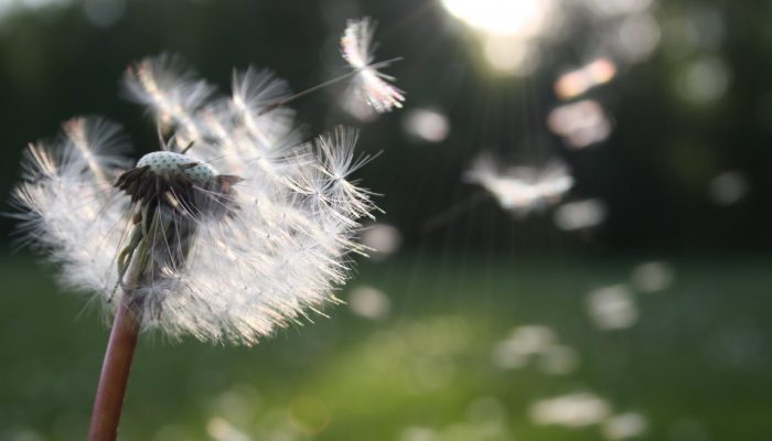 dandelion-nature-sunlight-54300 respiratory problems